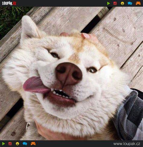 spokojený pes a kočka