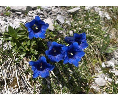 rozkvetlá alpská zahrada Montafon