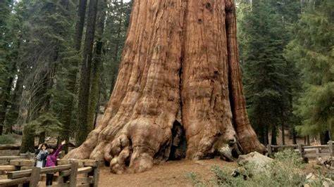 Fotografie impozantní sekvoje General Sherman