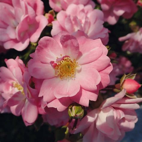 sortiment ubytovacích typů kempu Rose