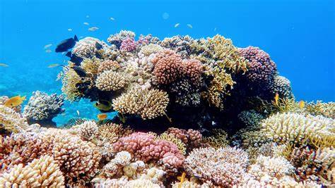 korálové útesy Rudého moře kolem Sharm El Sheikh