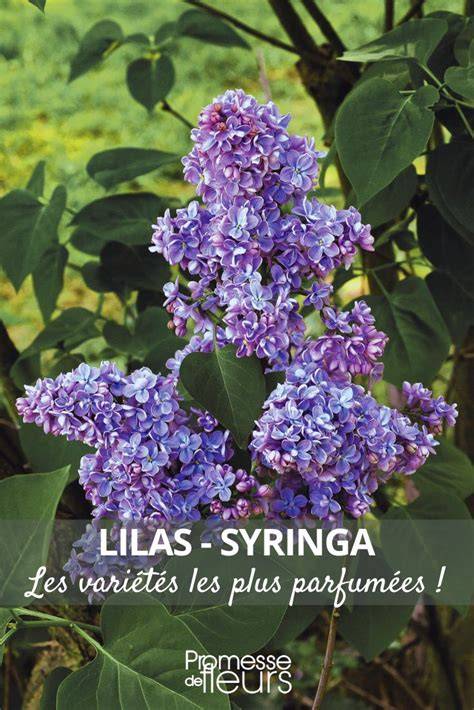 Mapa spojení CDG → Les Lilas