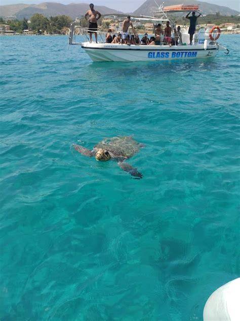želvy Caretta Caretta na Zakynthosu