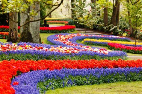 květinový park Keukenhof a kanály Amsterdamu