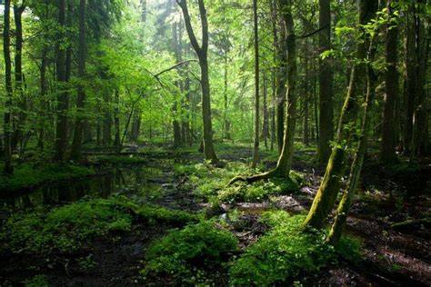 Bělověžský prales a Naračský národní park
