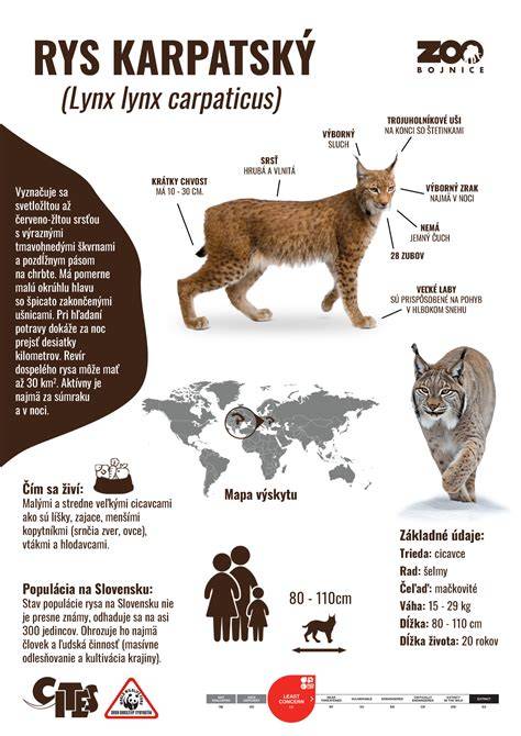Porovnání rukojetí a koncovek (infografika)