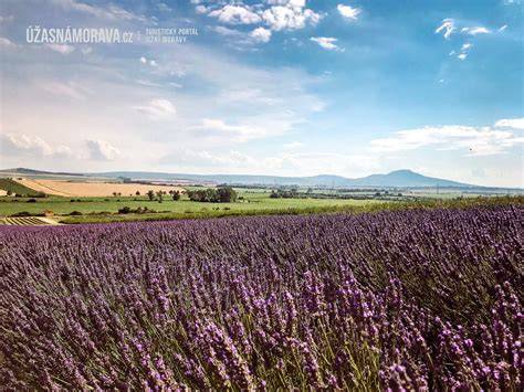 Levandulová Farma ve Starovičkách