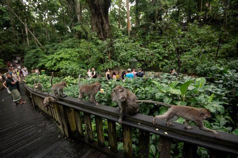 Monkey Forest Bali bezpečnost turistika