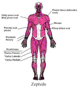 infografika: anatomie trupu a svalů