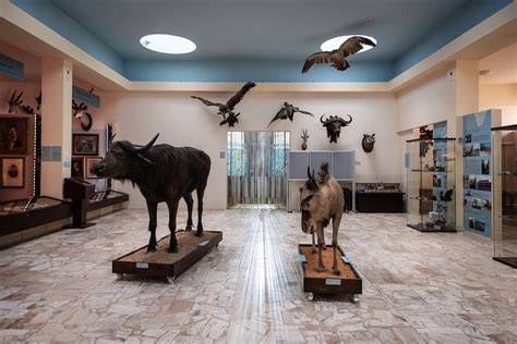 Africké muzeum - interiéry a expozice